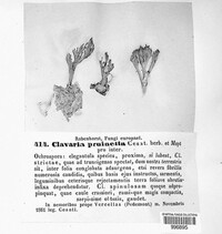 Ramaria stricta image